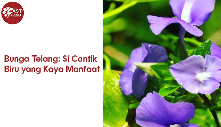 Gambar Bunga Telang