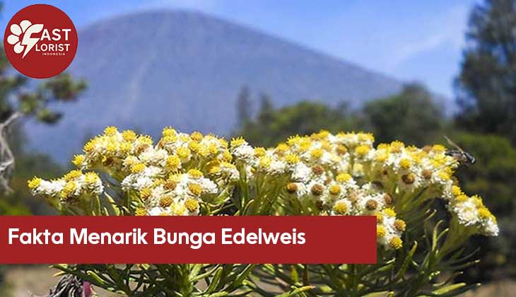 Gambar Bunga Edelweis