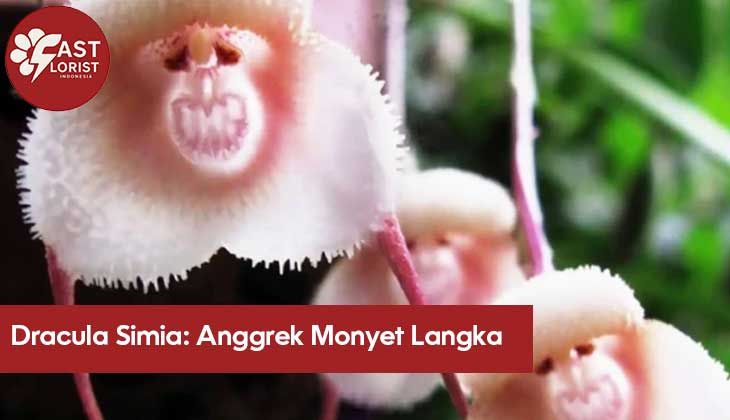 Gambar Dracula Simia